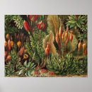Search for flora posters Antique
