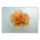 Search for peace rose postcards Garden