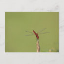 Search for weeds postcards Nature