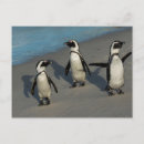 Search for african penguin postcards Full length