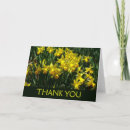 Search for daffodil thank you cards Nature