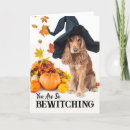 Search for bewitched cards Pumpkins