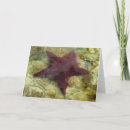 Search for sea star cards Tropical