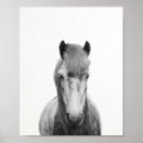 Search for horse black posters Black and white
