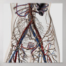 Search for four dimensional Illustration