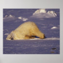 Search for manitoba posters Bear