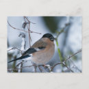 Search for bullfinches postcards Bird