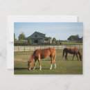 Search for horse ranch postcards Horses
