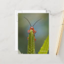 Search for bug postcards Nature photography