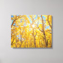 Search for aspen tree canvas prints Fall