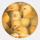 Search for rock chick Chicken