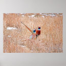 Search for game birds posters Wildlife