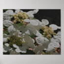 Search for hydrangea posters Nature