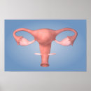 Search for female reproduction posters Digitally generated image