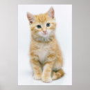 Search for pet photography posters Curiosity