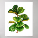 Search for fig art Plant