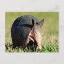 Search for armadillo postcards Mammal
