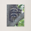 Search for raccoon puzzles Baby raccoons