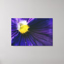 Search for pansy canvas prints Nature