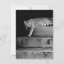 Search for stray postcards Cute