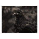 Search for monotone posters Bird