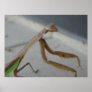 Search for praying mantis posters Photography