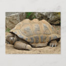 Search for tortoise cards Wildlife