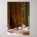 Search for mule posters Wildlife