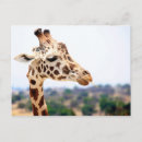 Search for giraffe face postcards Safari