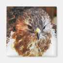 Search for red tails magnets Birds of prey