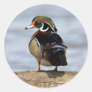 Search for wood duck stickers Danita delimont