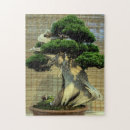 Search for bonsai Plant