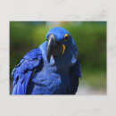 Search for blue hyacinth postcards Nature
