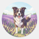 Search for border collies stickers Black and white dog