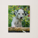 Search for dalmatian puzzles Cute