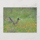 Search for rolf postcards Wildlife