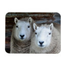 Search for white sheeps magnets Farm animals