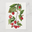 Search for blackberry postcards Vintage