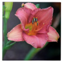 Search for day lily Bloom