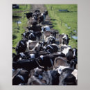 Search for dairy cow posters Farm