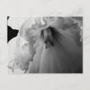 Search for white daffodil postcards Photography