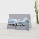 Search for iceberg cards Wildlife