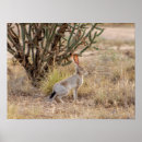Search for jacks posters Texas