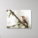 Search for flicker art Colaptes auratus