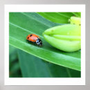 Search for ladybug posters Insects