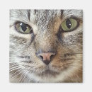 Search for tabby magnets Kitty