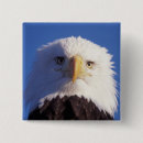 Search for predators badges Eagle