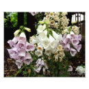 Search for foxglove flowers posters Foxgloves