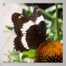 Search for black and white butterfly posters Wings