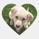 Search for heart shape photo stickers Dog